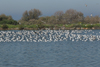 Larus armenicus